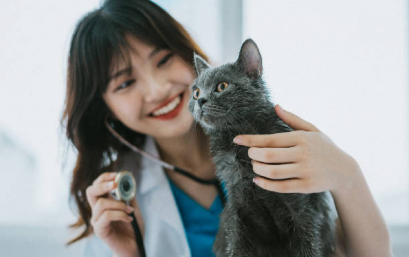 Encaminhamentos para Internação Veterinária Tatuapé - Encaminhamento Médico para Gatos