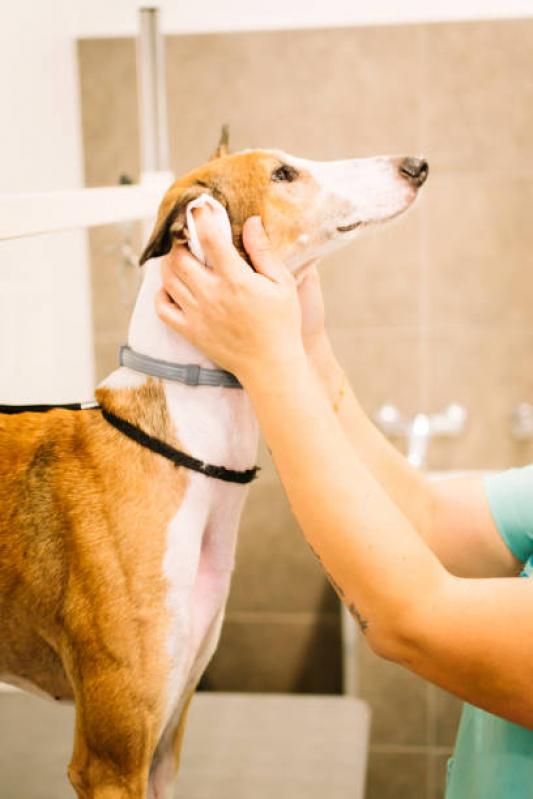 Encaminhamentos Veterinários para Cães Itapevi - Encaminhamento para Internação de Animais