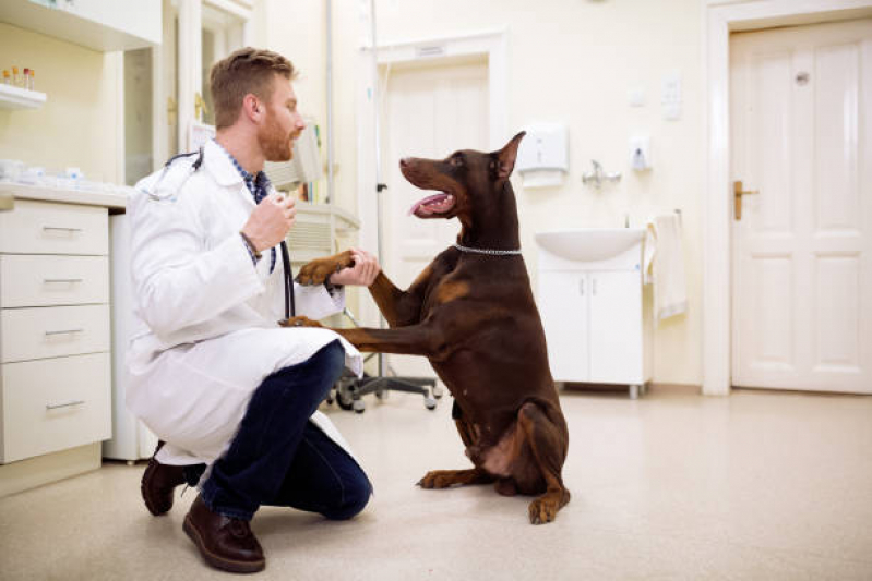 Exame de Eletrocardiograma Veterinário Alto da Boa Vista - Exame para Animais