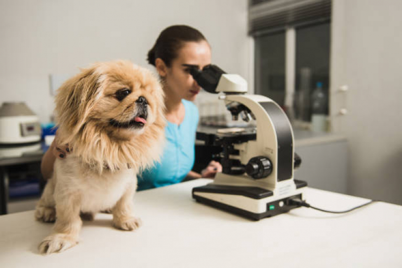 Exame de Endoscopia Veterinária Agendar Itaim - Exame Laboratoriais para Animais