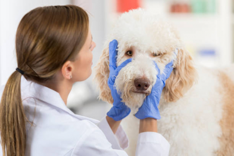 Exame de Endoscopia Veterinária Marcar Conchas - Exame de Radiologia para Animais