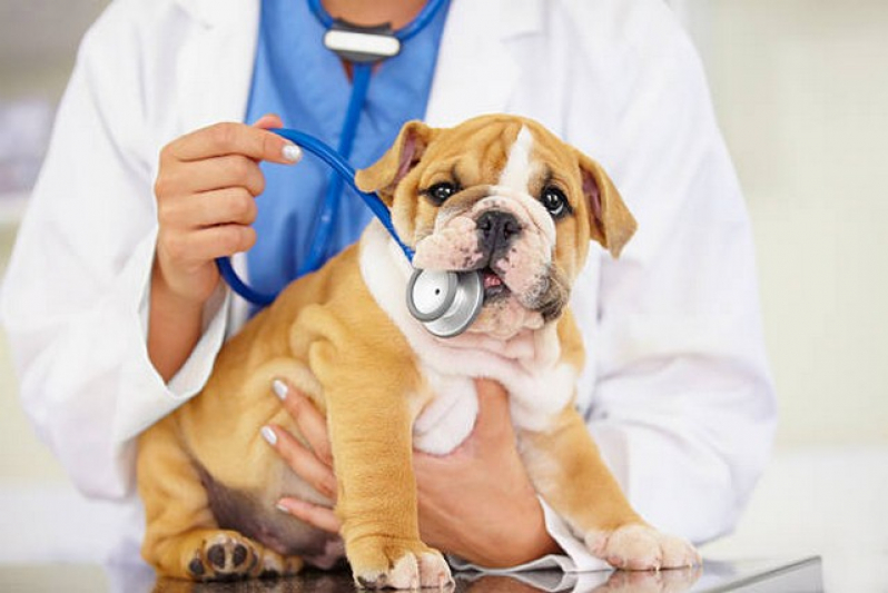 Exame de Fezes Cachorro Marcar Santos - Exame para Toxoplasmose em Gatos