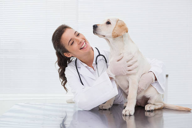 Exame de Radiologia para Animais Marcar Santos - Exame para Cachorro