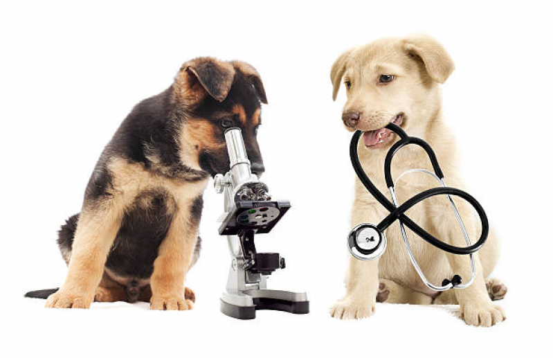 Exame de Radiologia para Animais Brooklin - Exame para Animais Zona Oeste
