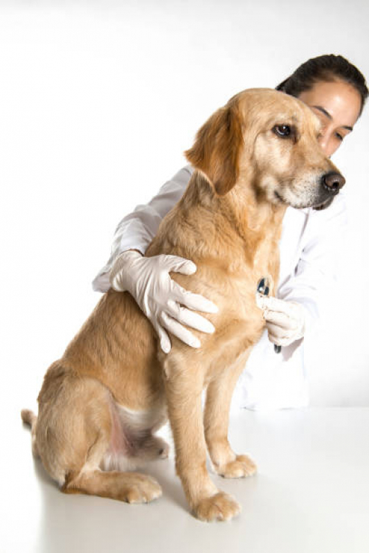 Exame de Raio X para Animais Marcar Anália Franco - Exame para Cachorro