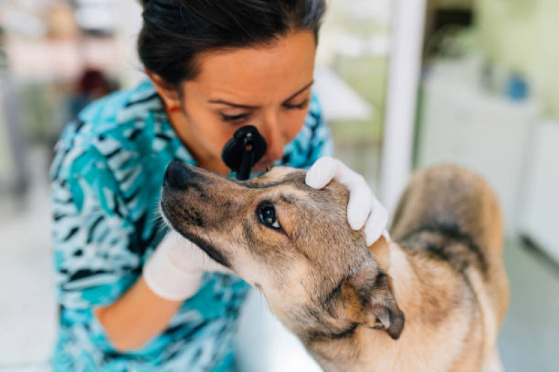 Exame de Sangue para Cachorro Agendar Araraquara - Exame de Sangue para Animais