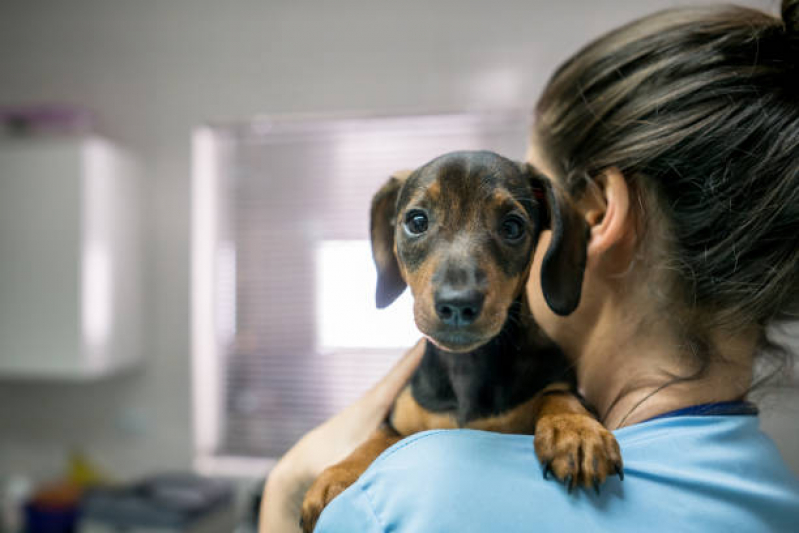 Exame de Sangue para Cachorro Marcar Ibirapuera - Exame de Radiologia para Animais