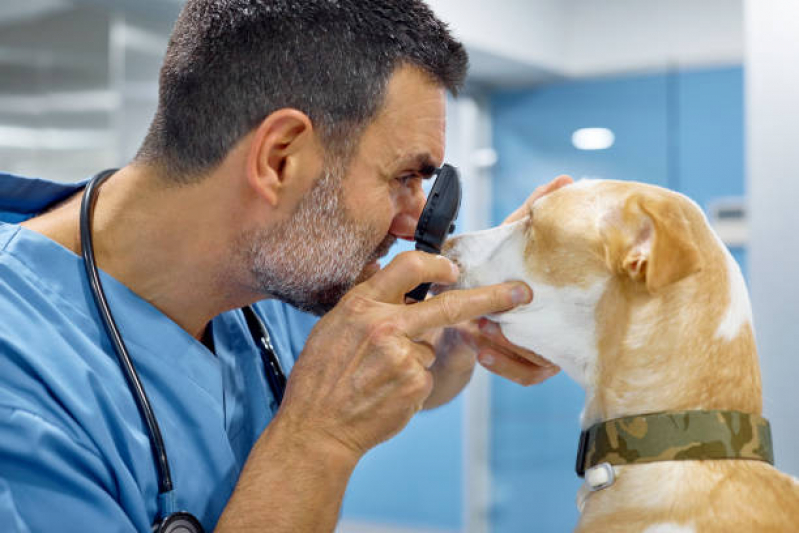Exame de Sangue para Cachorro Vila Anastácio - Exame para Animais Santo Amaro