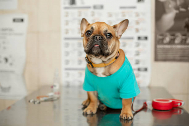 Exame de Sangue Veterinário Marcar Alto da Lapa - Exame para Cachorro