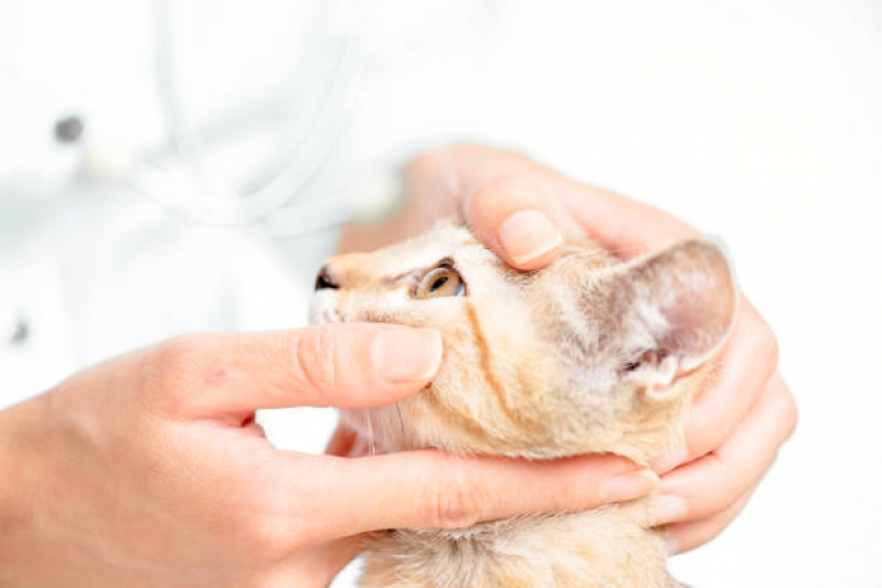 Exame de Sangue Veterinário Embu - Exame de Ultrassom para Animais