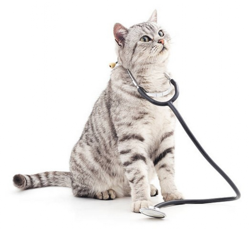 Exame de Sorologia para Gatos Marcar Diadema - Exame de Urina para Gatos