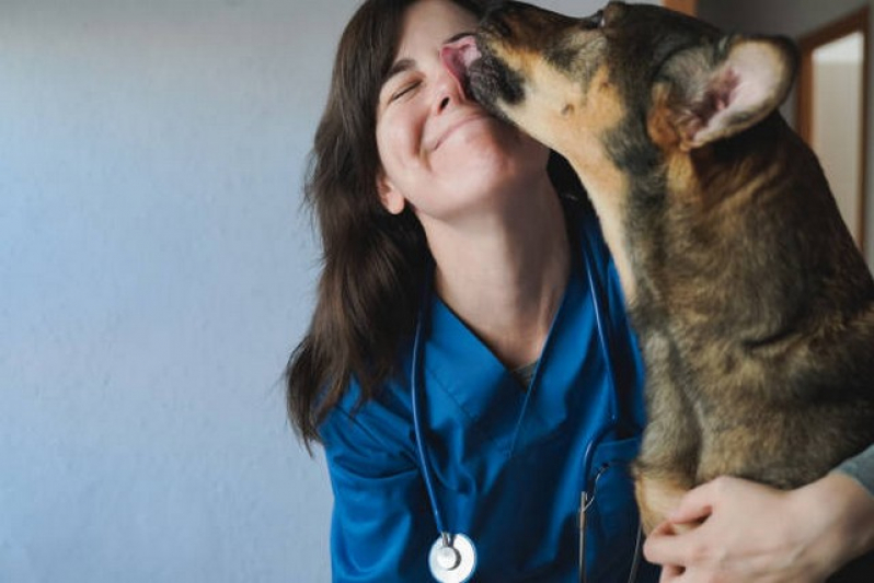 Exame de Urina em Cachorro Agendar Vila Romana - Exame para Toxoplasmose em Gatos