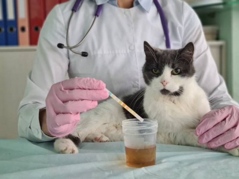 Exame de Urina para Gatos Marcar Água Branca - Exame de Raiva para Gatos