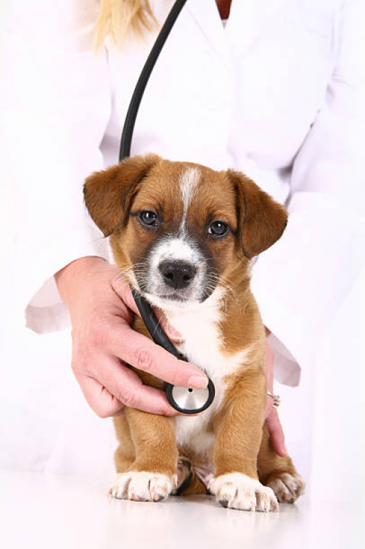 Exame para Animais Marcar Água Rasa - Exame de Endoscopia Veterinária
