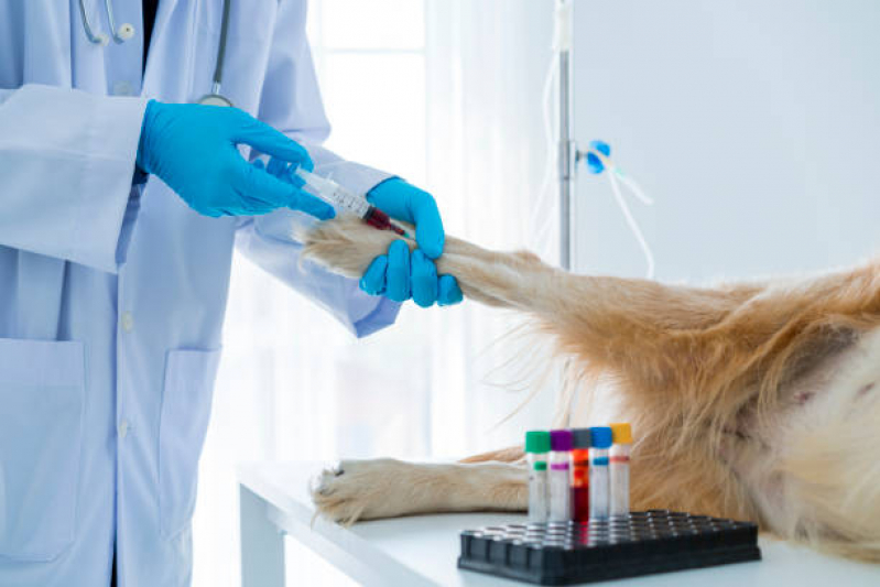 Exame para Cachorro Marcar Itaim Paulista - Exame de Sangue para Animais