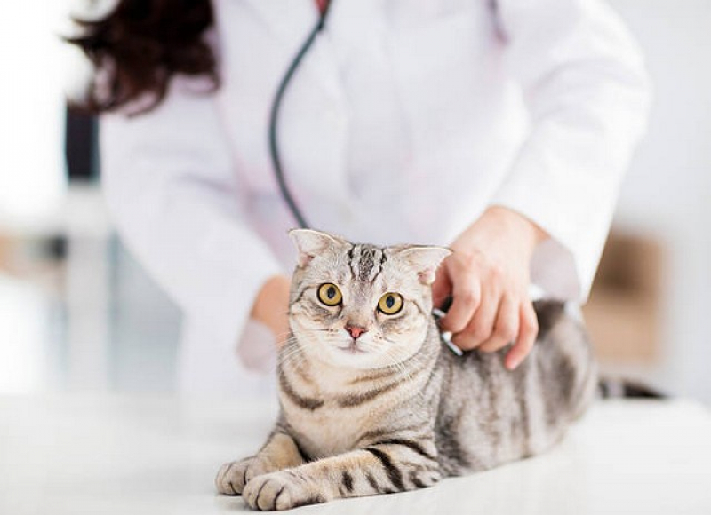 Exames de Rotina para Gatos Marcar Saúde - Exame para Toxoplasmose em Gatos
