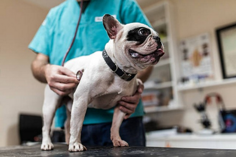 Exames Laboratoriais de Cachorro Marcar Panamby - Exames Laboratoriais Cachorro