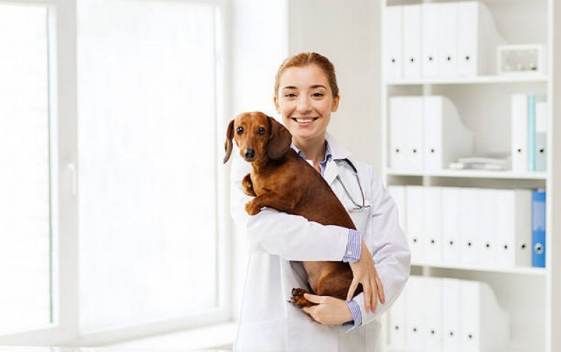 Exames Laboratoriais de Cachorro Real Parque - Exame de Urina para Gatos