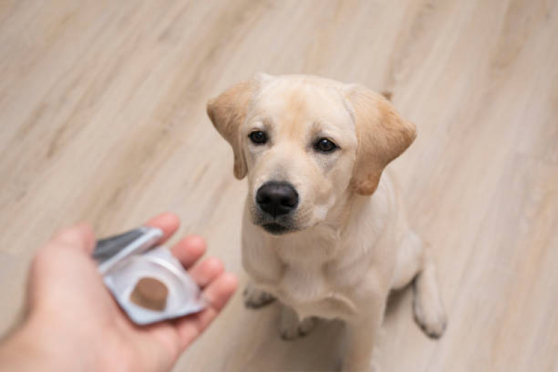 Homeopata para Cachorro São Caetano do Sul - Homeopatia na Medicina Veterinária
