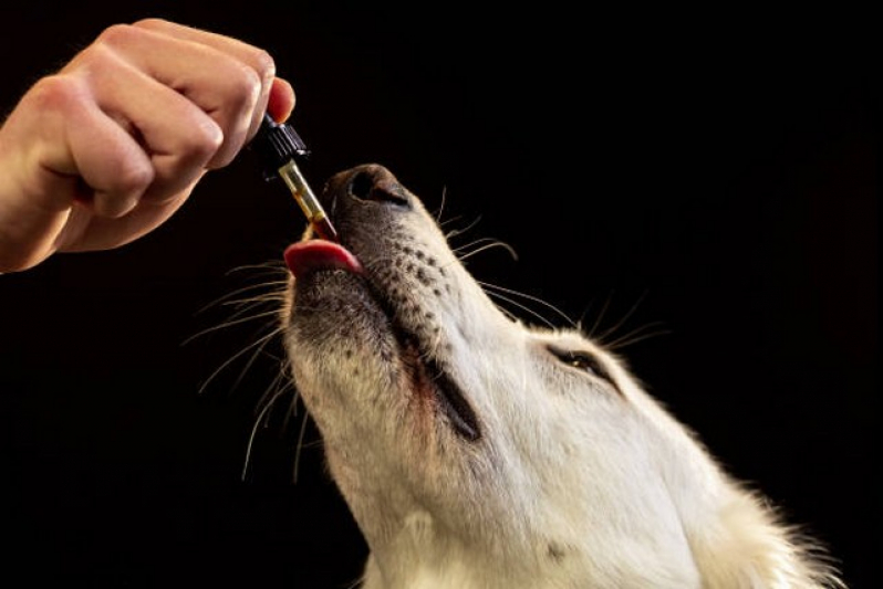 Homeopata para Cachorros Agendar Embu - Veterinários Homeopatas