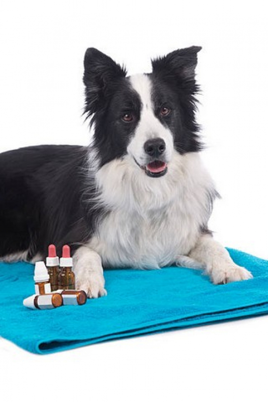 Homeopata para Cachorros Marcar Chácara Santo Antônio - Médicos Homeopatas Veterinários