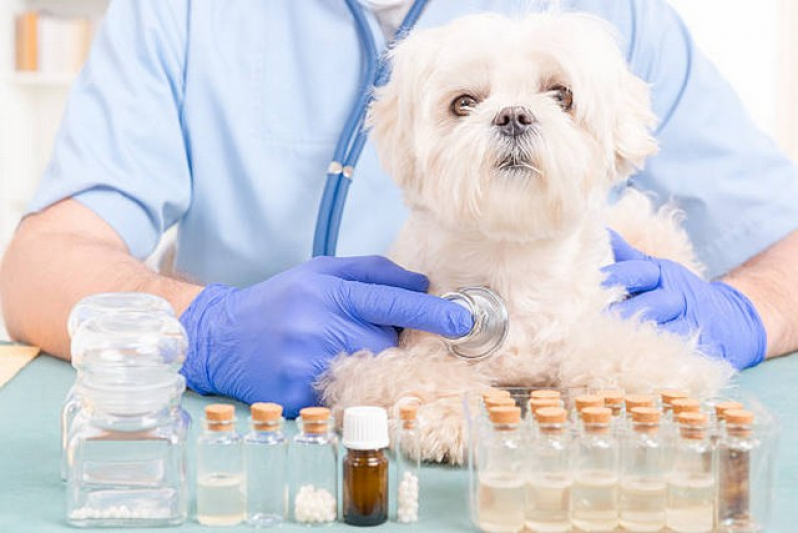 Homeopata para Cachorros Vila Nova Conceição - Homeopata Vet Consulta Online