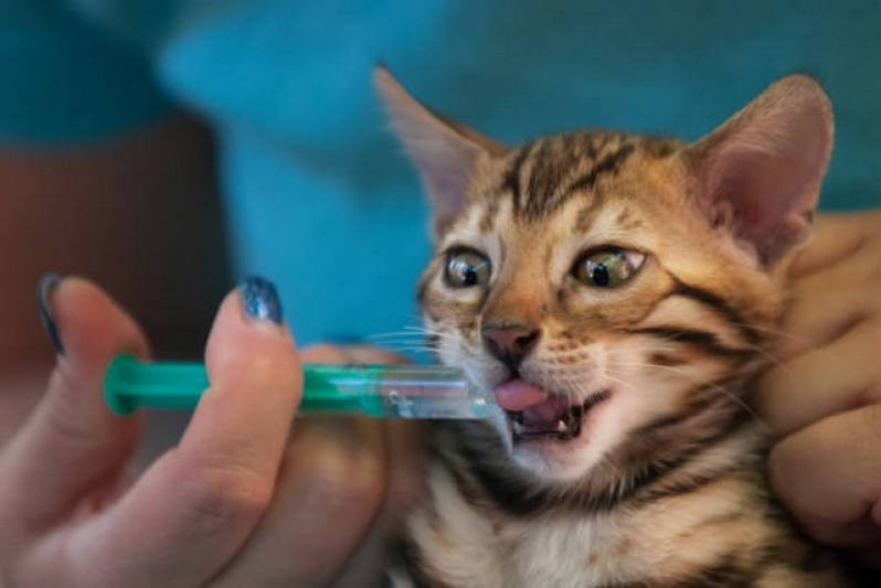 Homeopata para Gatos Campo Limpo - Homeopatia para Felino