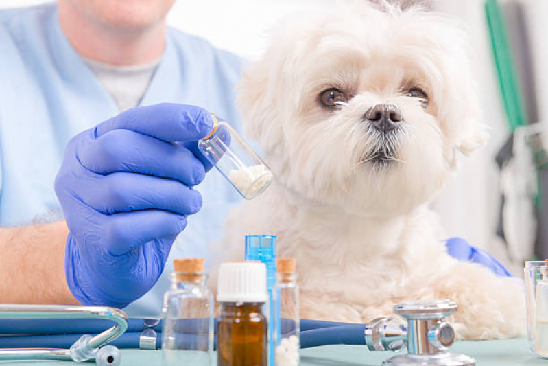 Homeopata Veterinário Guarulhos - Homeopata para Cachorro