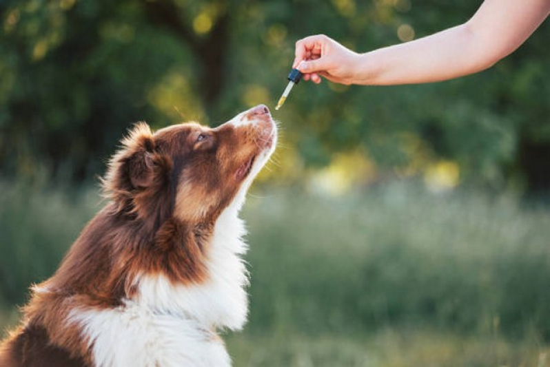 Homeopatia Animais Agendar Mairiporã - Homeopata para Cachorros