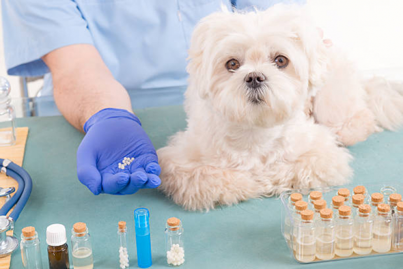 Homeopatia Animal Agendar Vila Sonia - Homeopatia na Veterinária