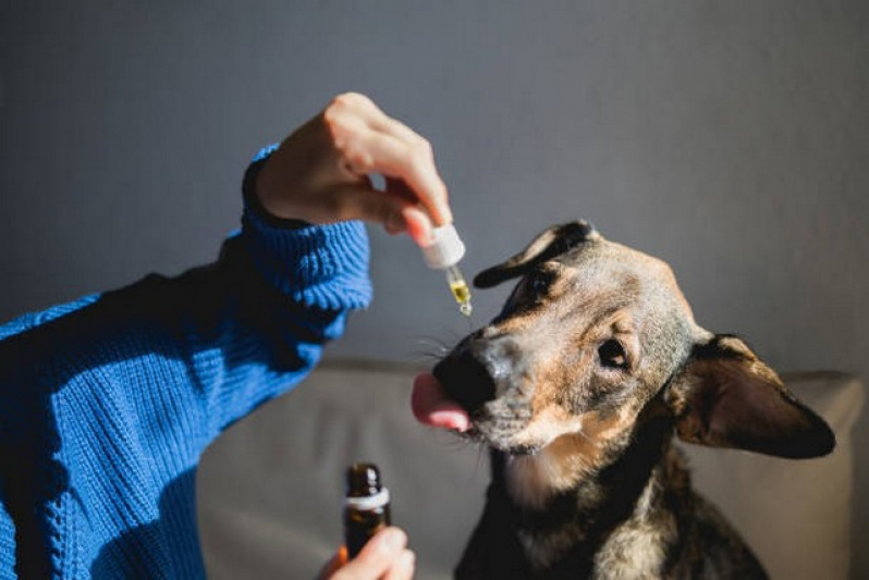 Homeopatia em Medicina Veterinária Agendar Ibirapuera - Homeopatia Animais