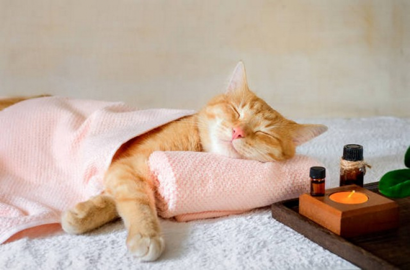 Homeopatia em Medicina Veterinária Marcar Embu das Artes - Homeopata para Gatos