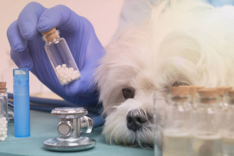 Homeopatia na Medicina Veterinária Agendar Tabatinga - Homeopatia Animal