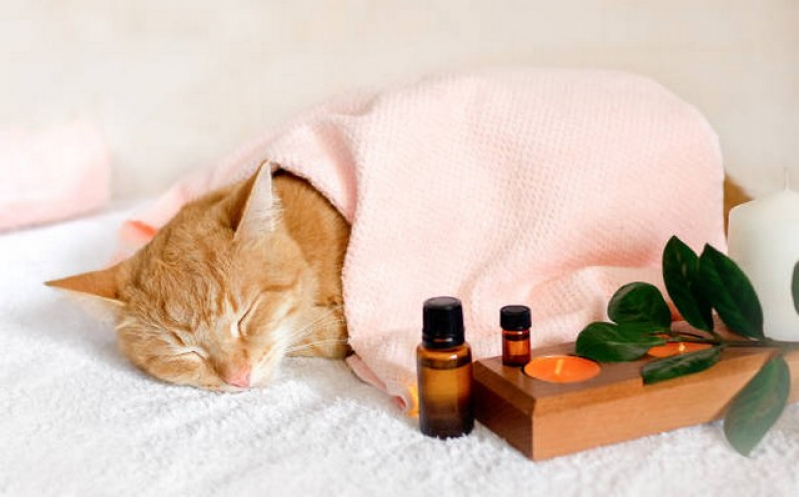 Homeopatia para Felino Agendar Real Parque - Homeopatia em Medicina Veterinária