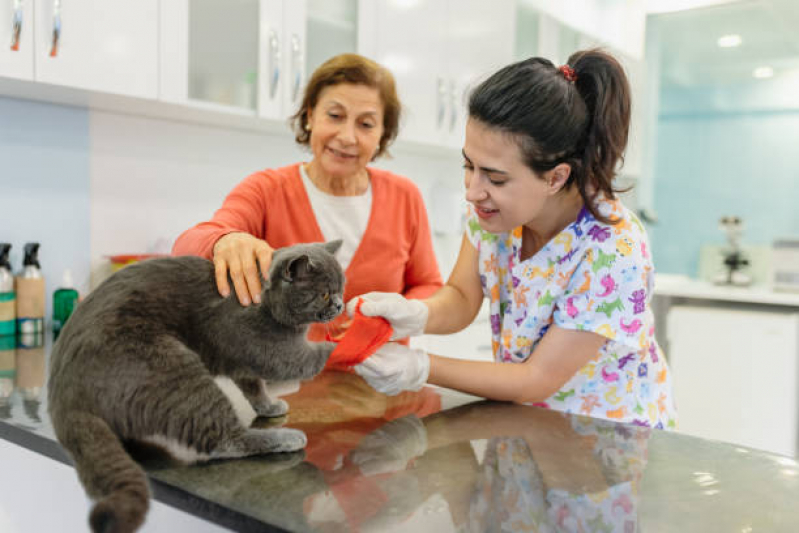 Internação Animal Marcar Franco da Rocha - Internação para Gatos
