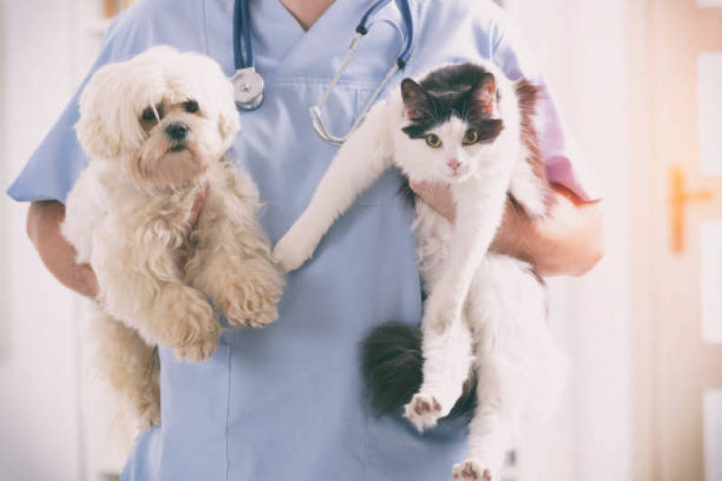 Internação de Animais Clínica Franca - Internação para Cães e Gatos