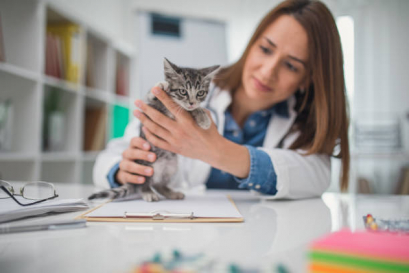 Internação de Animais Marcar Vila Sonia - Internação para Gatos
