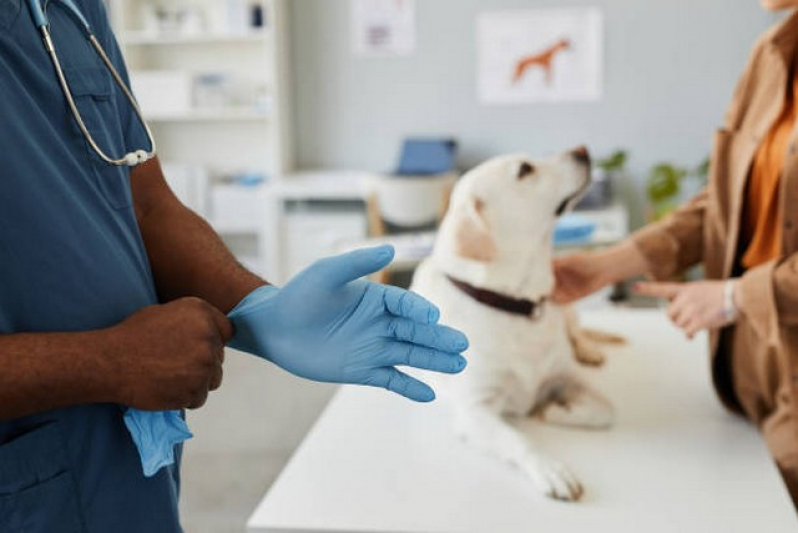 Internação de Cachorro Agendar Nova Odessa - Uti Veterinária