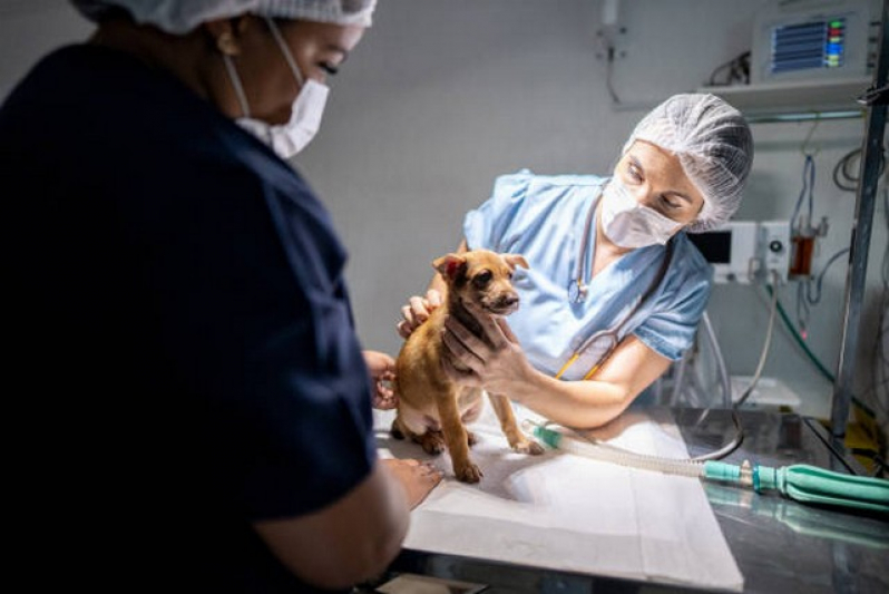 Internação de Emergência para Cães Marcar Jandira - Internação para Animais Pós Operatória