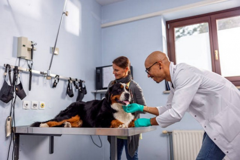 Internação de Emergência para Cães Tatuapé - Internação Monitorada para Animais