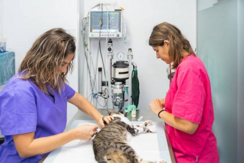 Internação de Gatos Agendar Vila Clementino - Internação para Gato Pós Operatória