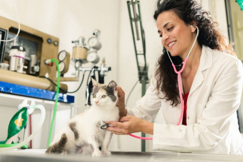 Internação de Gatos Marcar Osasco - Internação para Gato Pós Operatória