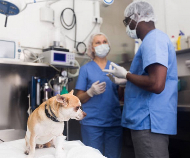 Internação para Animais Domésticos Agendar Santo André - Internação de Cachorro