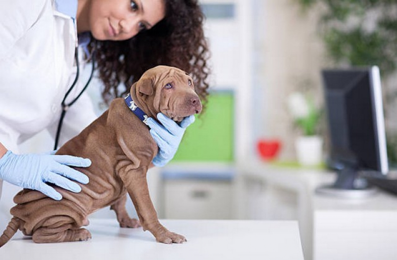 Internação para Animais Pós Operatória Agendar Franca - Internação para Gato Pós Operatória