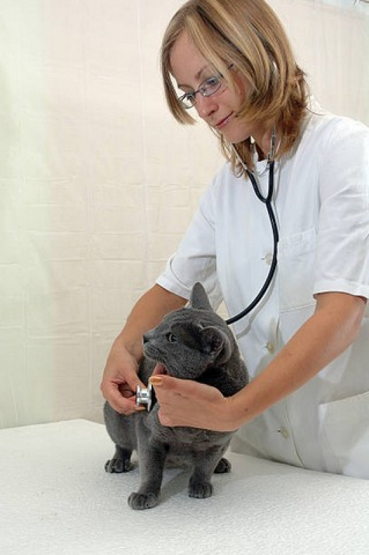 Internação para Animais Pós Operatória Aricanduva - Internação de Emergência para Animais
