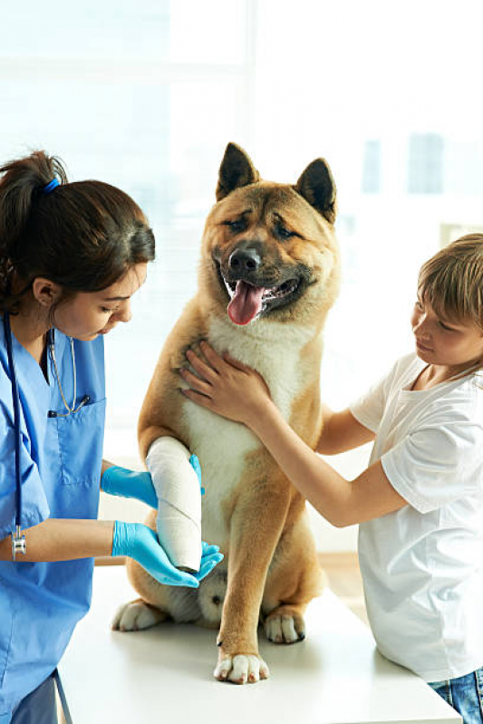 Internação para Cachorro Clínica Limeira - Internação Veterinária Zona Oeste