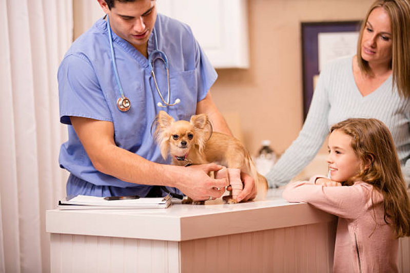 Internação para Cachorro Marcar Nova Odessa - Internação Veterinária