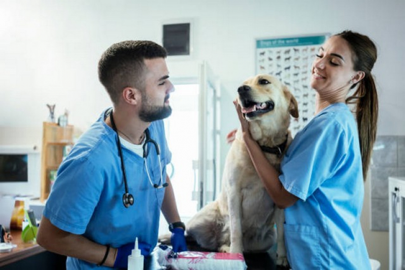 Internação para Cachorros Marcar Vila Sonia - Internação para Animais Pós Operatória