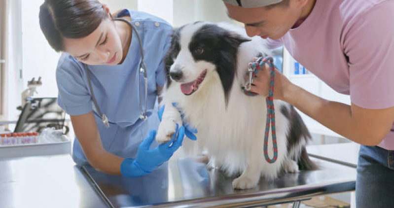 Internação para Cães e Gatos Clínica Jd Marajoara - Internação Veterinária Zona Oeste
