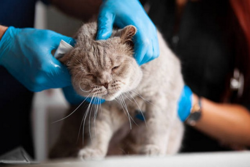 Internação para Gato Pós Operatória Agendar Farroupilha - Internação para Animais Pós Operatória